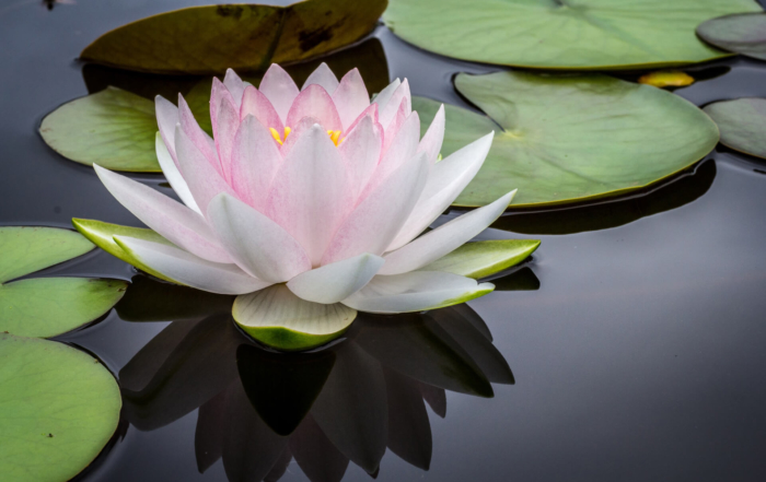 This is a picture of a lotus flower. It represents a sense of being or self or your own energy. Become peaceful and calm within yourself by attending a yoga class in Epsom. Meditation is the heart of yoga practice.