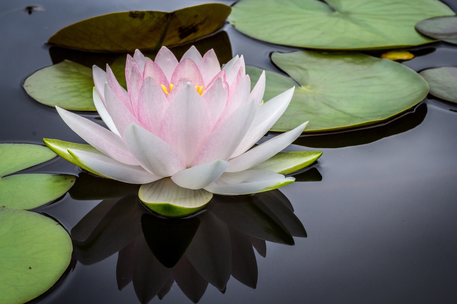 This is a picture of a lotus flower. It represents a sense of being or self or your own energy. Become peaceful and calm within yourself by attending a yoga class in Epsom. Meditation is the heart of yoga practice.
