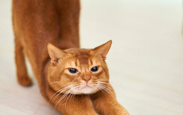 This is a picture of a cat to bring a cheery smile to your face. The Yoga Lodge in Epsom can bring cheeriness to you. Give it a go.