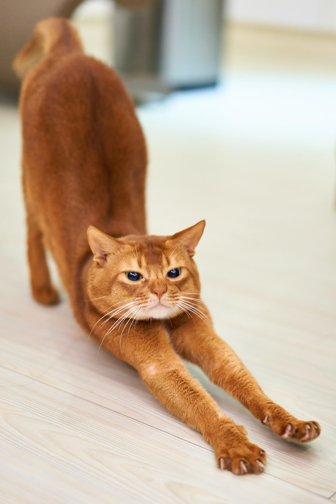 This is a picture of a cat to bring a cheery smile to your face. The Yoga Lodge in Epsom can bring cheeriness to you. Give it a go.